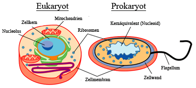 eukaryot-prokaryot-vergleich